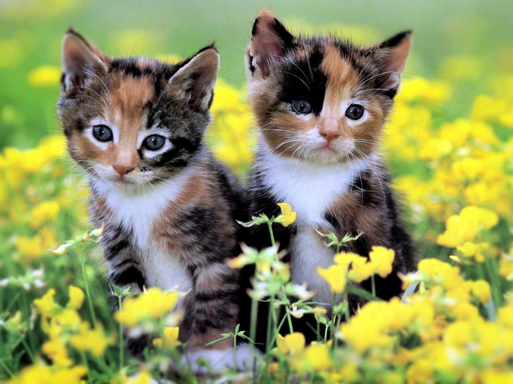 Cat Grooming Allentown Pa